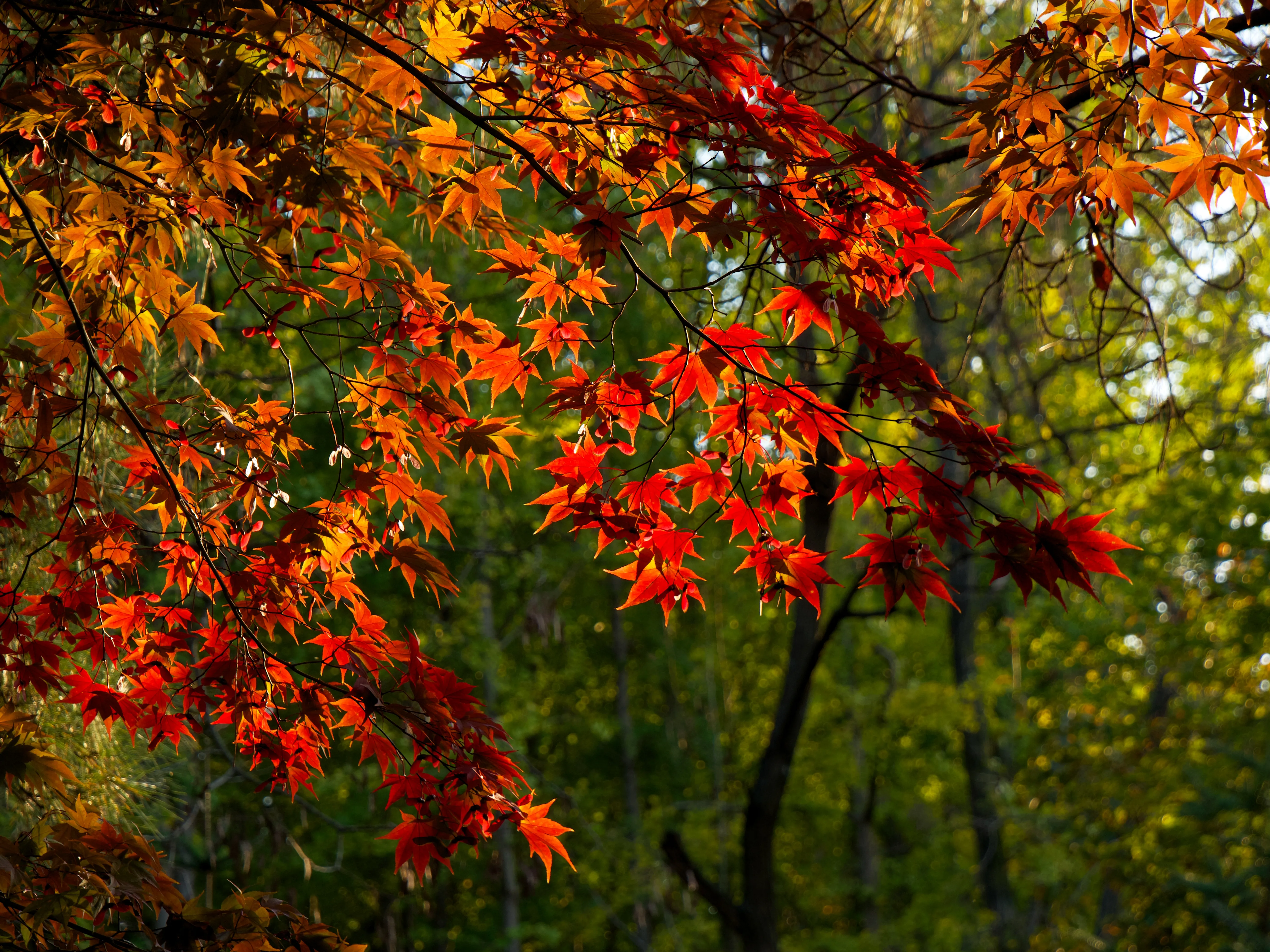 Autumn Foliage Cover